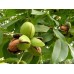Саженцы грецкого ореха купить в алматы плодовое дерево в казахстане питомник растений Rostok